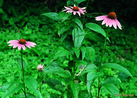 image of Echinacea purpurea, Eastern Purple Coneflower