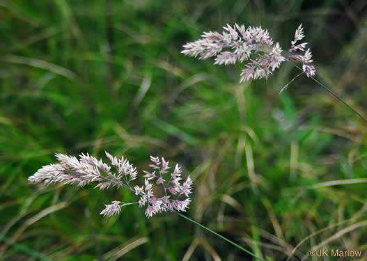 image of Holcus lanatus, Velvet-grass, Soft Grass