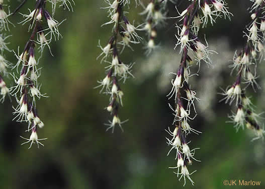 image of Eupatorium capillifolium, Common Dog-fennel, Summer Cedar, Yankeeweed, Cypressweed