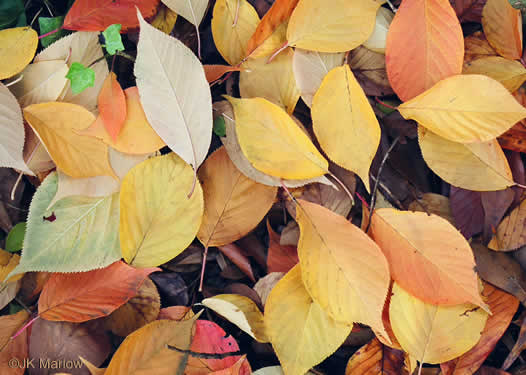 image of Prunus ×yedoensis, Yoshino Cherry