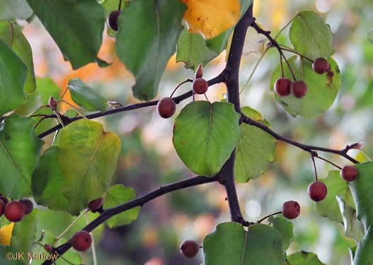 image of Pyrus calleryana, Bradford Pear, Callery Pear