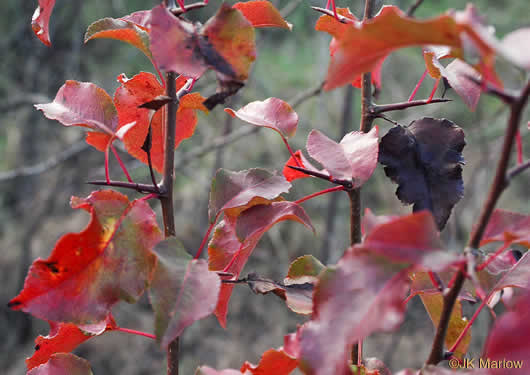 image of Pyrus calleryana, Bradford Pear, Callery Pear