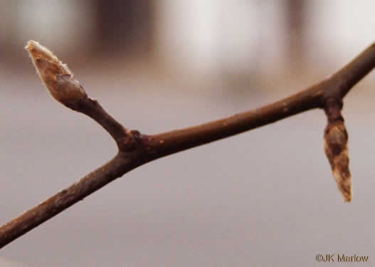 image of Pyrus calleryana, Bradford Pear, Callery Pear