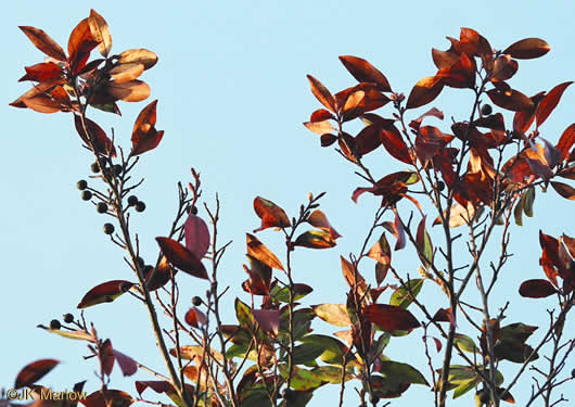 image of Prunus caroliniana, Carolina Cherry Laurel, Carolina Laurel Cherry