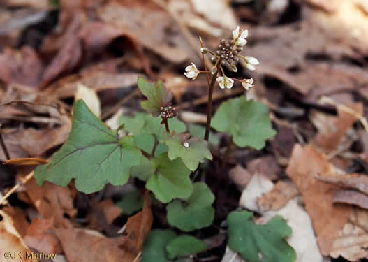 image of Cardamine flagellifera +, Blue Ridge Bittercress