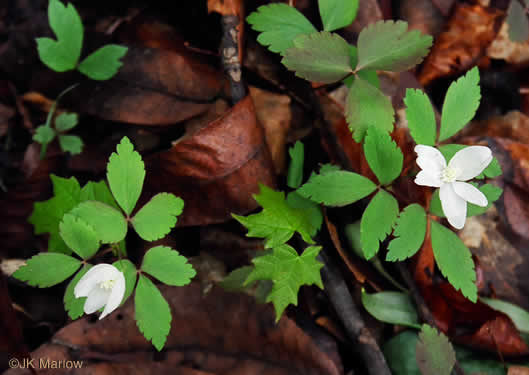 image of Anemone lancifolia, Mountain Anemone, Lanceleaf Anemone