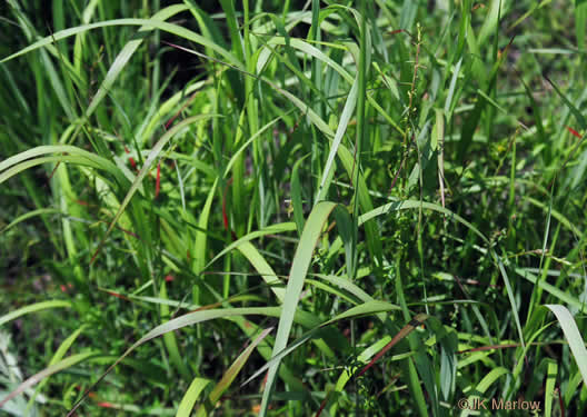 image of Panicum virgatum var. virgatum, Switchgrass, Prairie Switchgrass