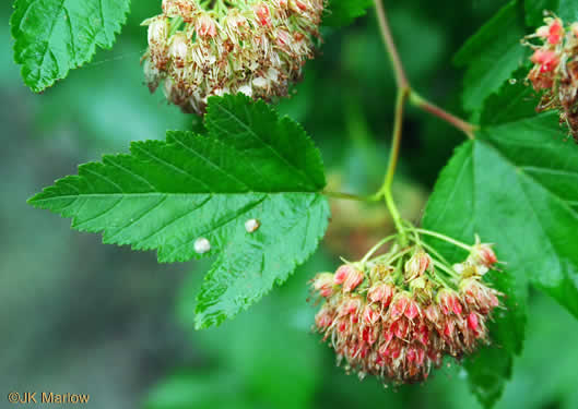 image of Physocarpus opulifolius var. opulifolius, Flowering Ninebark, Eastern Ninebark