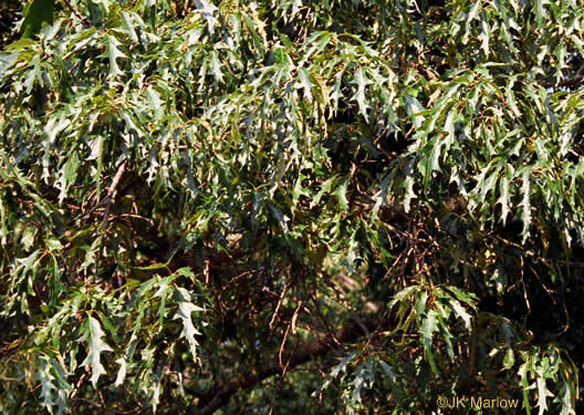 image of Quercus falcata, Southern Red Oak, Spanish Oak