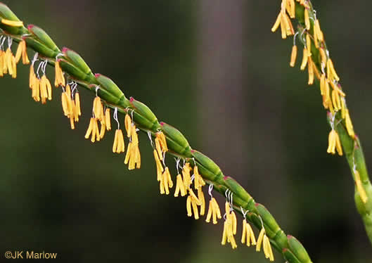 image of Tripsacum dactyloides var. dactyloides, Gama Grass, Eastern Gamagrass