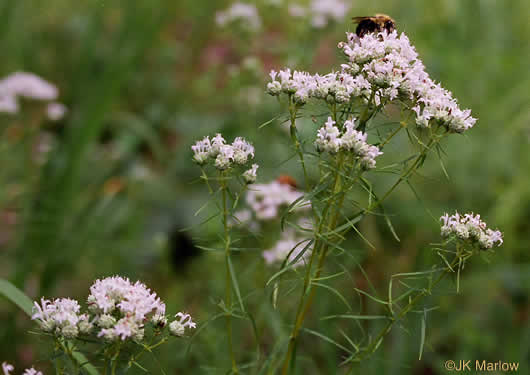 image of Pycnanthemum tenuifolium, Narrowleaf Mountain-mint, Slender Mountain-mint, Savanna Mountain-mint