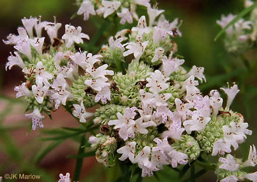 image of Pycnanthemum tenuifolium, Narrowleaf Mountain-mint, Slender Mountain-mint, Savanna Mountain-mint