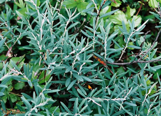 image of Andromeda polifolia var. latifolia, Bog-rosemary