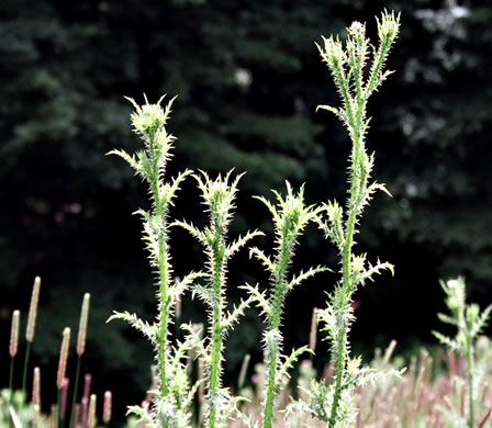 image of Carduus acanthoides ssp. acanthoides, Plumeless Thistle, Spiny Plumeless-thistle, Broad-winged Thistle