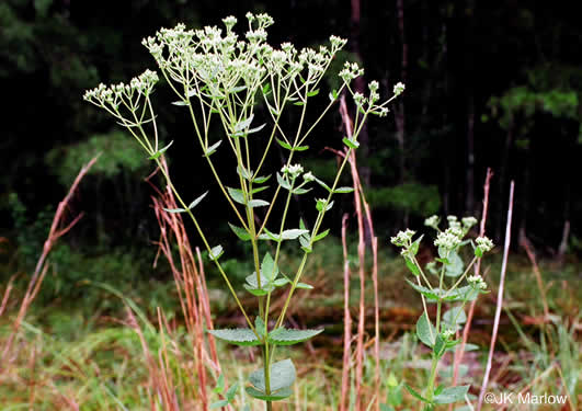 image of Eupatorium rotundifolium, Common Roundleaf Boneset, Common Roundleaf Thoroughwort, Common Roundleaf Eupatorium