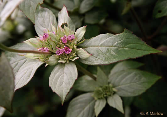 image of Pycnanthemum incanum +, Hoary Mountain-mint, White Mountain-mint