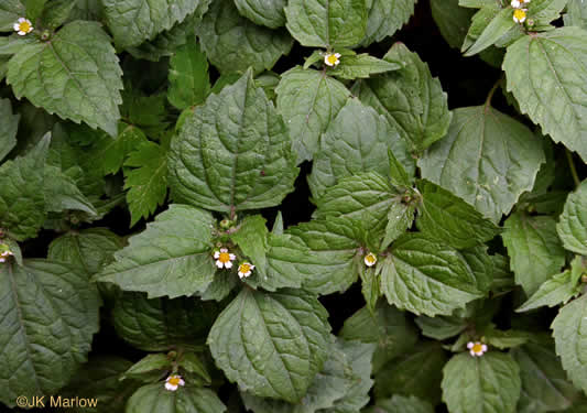 image of Galinsoga quadriradiata, Common Peruvian-daisy, Gallant Soldiers, Fringed Quickweed