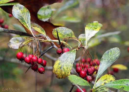 image of Crataegus crus-galli var. crus-galli, Cockspur Hawthorn