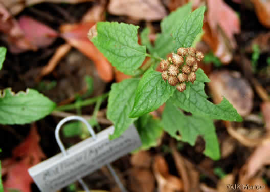 image of Conoclinium coelestinum, Mistflower, Wild Ageratum, Hardy Ageratum