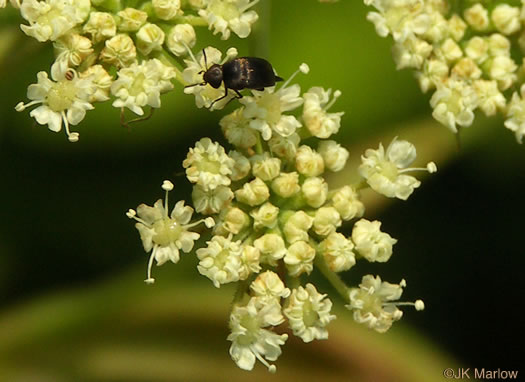 image of Angelica venenosa, Hairy Angelica, Downy Angelica, Deadly Angelica, Woodland Angelica