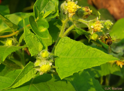 image of Polymnia canadensis, White-flowered Leafcup, Small-flowered Leafcup