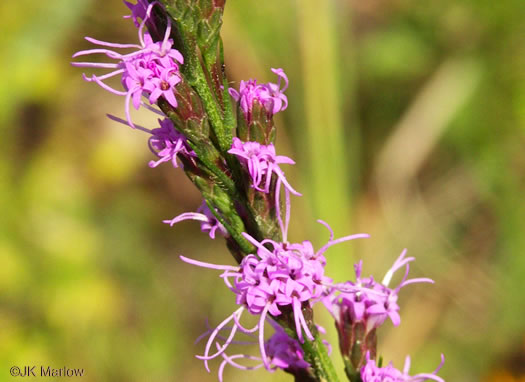 image of Liatris pilosa, Grassleaf Blazing-star, Shaggy Blazing-star