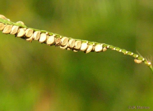 spikelet