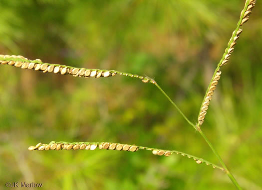 image of Paspalum floridanum, Florida Paspalum, Big Paspalum