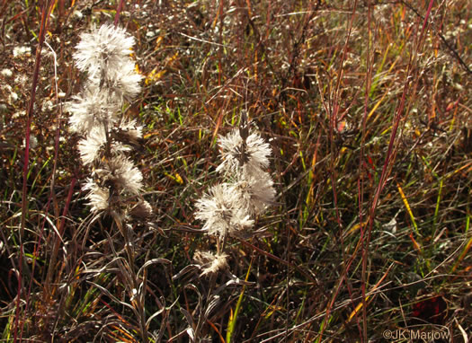 image of Liatris squarrosa var. squarrosa, Scaly Blazing-star, Squarrose Gayfeather, Longbracted Blazing-star