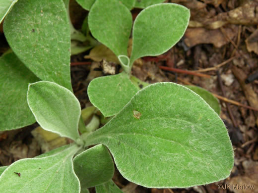 image of Antennaria plantaginifolia, Plantainleaf Pussytoes, Plantain Pussytoes