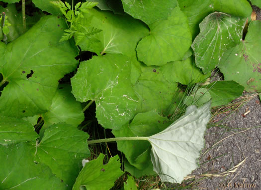 image of Tussilago farfara, Coltsfoot