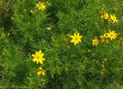 image of Coreopsis verticillata, Threadleaf Coreopsis, Cutleaf Tickseed, Whorled Tickseed