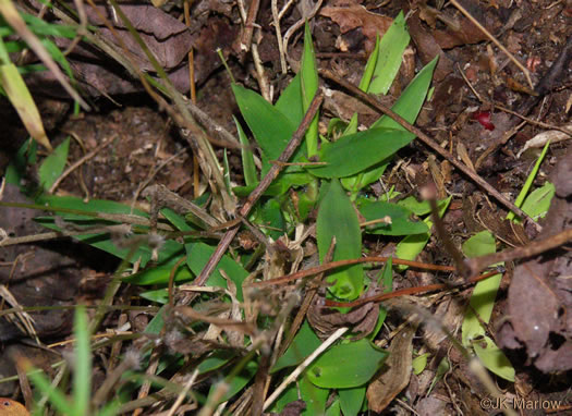 image of Dichanthelium dichotomum var. dichotomum, Forked Witchgrass