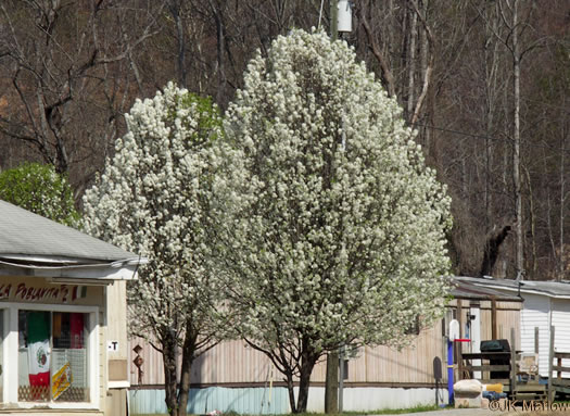 image of Pyrus calleryana, Bradford Pear, Callery Pear