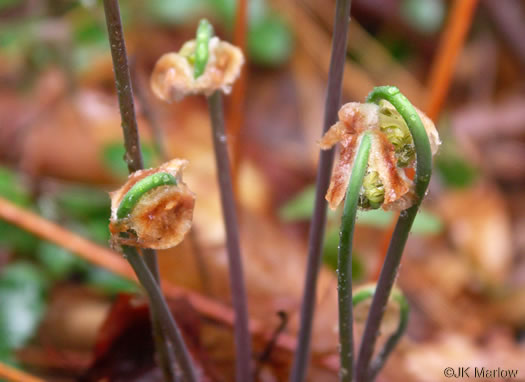 image of Osmunda spectabilis, American Royal Fern