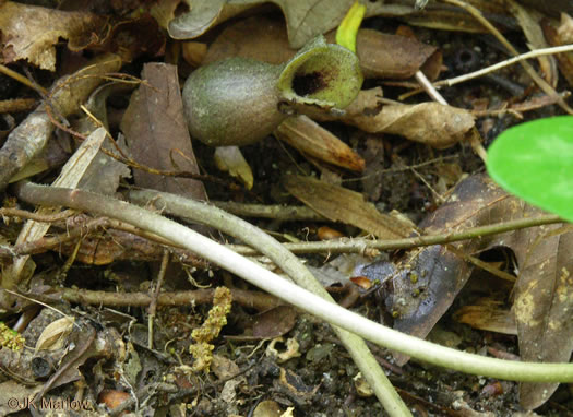 image of Hexastylis arifolia, Little Brown Jug, Arrowhead Heartleaf, Arrowleaf Heartleaf, Pigs