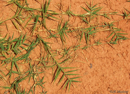 image of Cynodon dactylon, Bermuda Grass, Scutch Grass