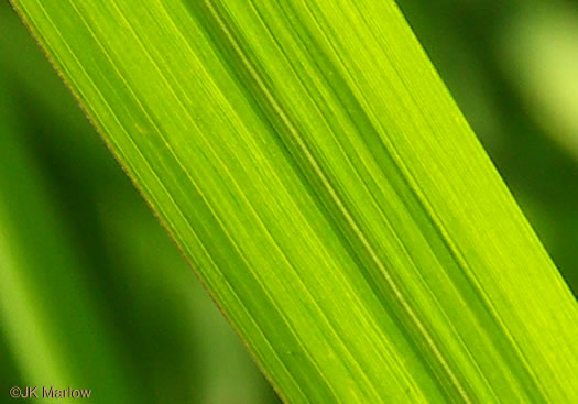 image of Imperata cylindrica, Cogongrass, Bloodroot Grass, Brazilian Satintail