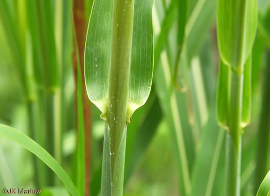 image of Sorghum halepense, Johnsongrass