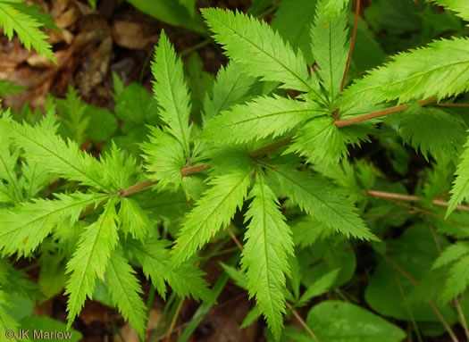 Gillenia stipulata, Midwestern Indian-physic, American Ipecac