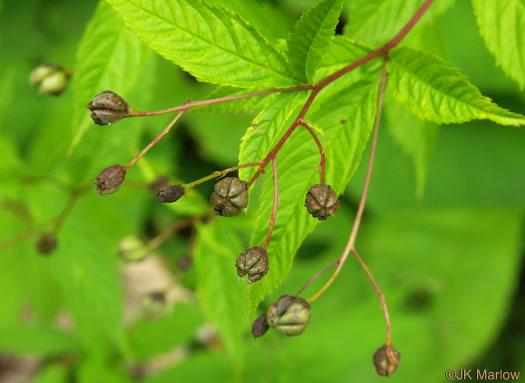 image of Gillenia trifoliata, Bowman's Root, Mountain Indian Physic, Fawn's Breath