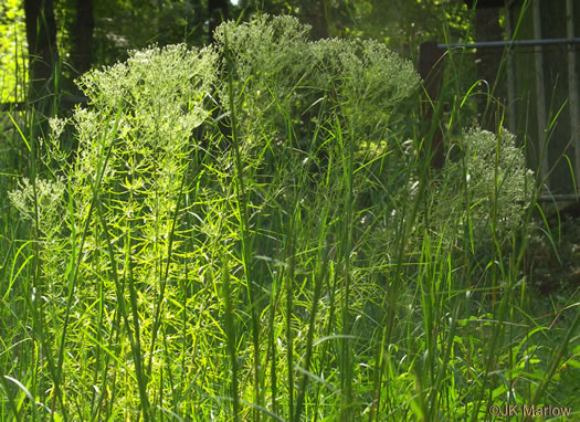 image of Eupatorium hyssopifolium, Hyssopleaf Boneset, Hyssopleaf Thoroughwort, Hyssopleaf Eupatorium