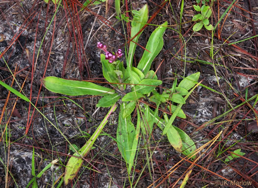 image of Trilisa paniculata, Deer's-tongue, Hairy Chaffhead, Panicled Chaffhead, Trilisa