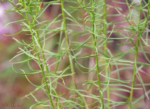 image of Euthamia caroliniana, Carolina Goldentop, Slender Flattop Goldenrod