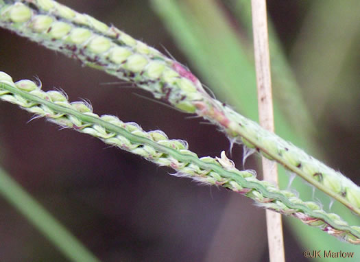 spikelet