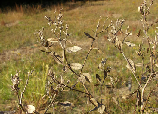 image of Pediomelum piedmontanum, Piedmont Buckroot, Dixie Mountain Breadroot