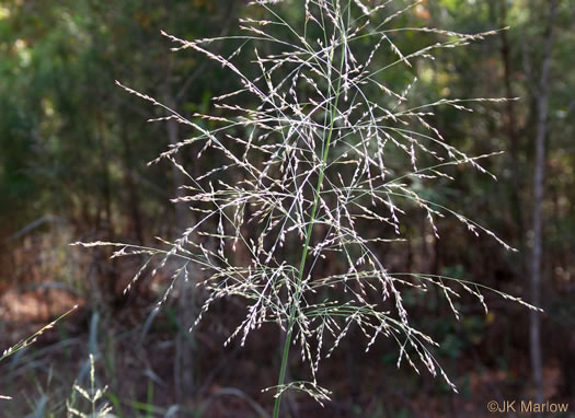 image of Panicum virgatum var. virgatum, Switchgrass, Prairie Switchgrass