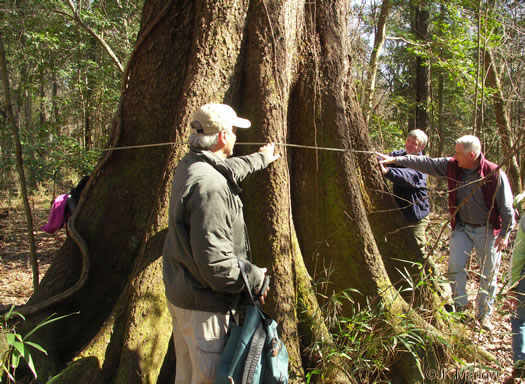 image of Quercus laurifolia, Laurel Oak, Swamp Laurel Oak, Diamond Leaf Oak