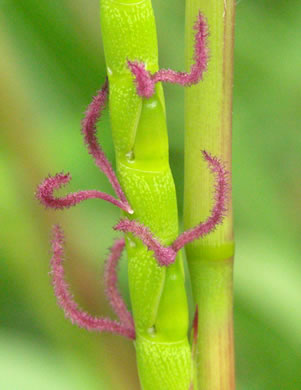 image of Tripsacum dactyloides var. dactyloides, Gama Grass, Eastern Gamagrass