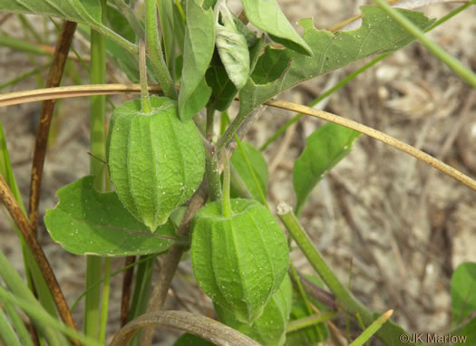 image of Physalis walteri, Dune Ground-cherry, Sand Ground-cherry, Walter's Ground-cherry